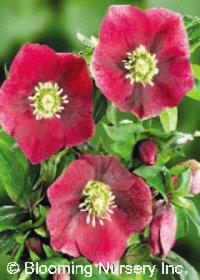 Helleborus x hybridus 'Courage'